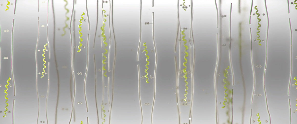 the benefits of K18PEPTIDE™, explained