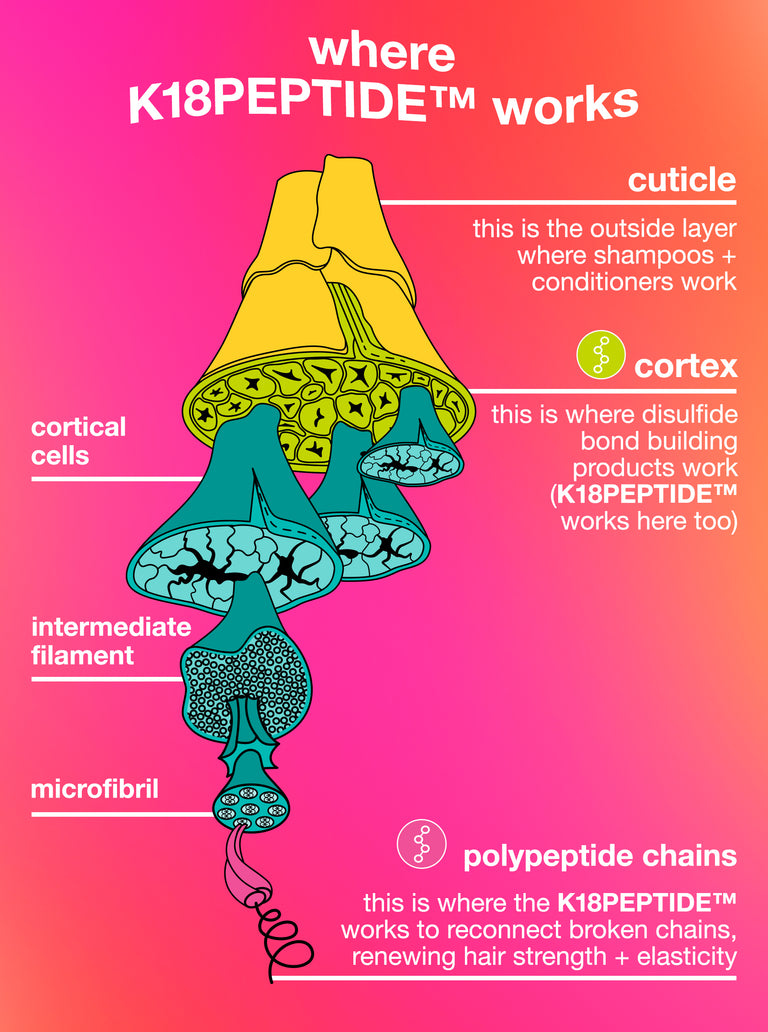 illustration-of-hair-structure-with-k18peptide®-labeled-on-a-pink-and-orange-gradient-background